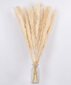 GloboStar® PAMPASGRASS 36508 Αποξηραμένο Φυτό Γρασίδι της Πάμπας – Μπουκέτο Διακοσμητικών Κλαδιών Μπεζ – Εκρού Υ100cm