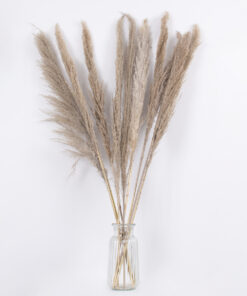 GloboStar® PAMPASGRASS 36512 Αποξηραμένο Φυτό Γρασίδι της Πάμπας – Μπουκέτο Διακοσμητικών Κλαδιών Καφέ – Γκρι Υ100cm