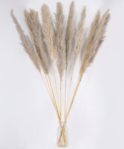 GloboStar® PAMPASGRASS 36514 Αποξηραμένο Φυτό Γρασίδι της Πάμπας – Μπουκέτο Διακοσμητικών Κλαδιών Καφέ – Γκρι Υ150cm