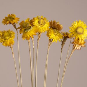GloboStar® STRAWFLOWER 36531 Αποξηραμένο Φυτό Ελίχρυσο – Μπουκέτο Διακοσμητικών Κλαδιών Μπεζ – Κίτρινο Υ70cm
