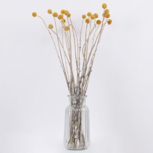 GloboStar® GRASPEDIA 36532 Αποξηραμένο Φυτό Κρασπέδια Φ2cm – Μπουκέτο Διακοσμητικών Κλαδιών Μπεζ – Κίτρινο Υ70cm