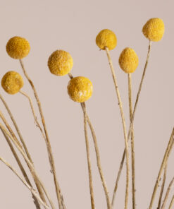GloboStar® GRASPEDIA 36533 Αποξηραμένο Φυτό Κρασπέδια Φ3cm – Μπουκέτο Διακοσμητικών Κλαδιών Μπεζ – Κίτρινο Υ70cm