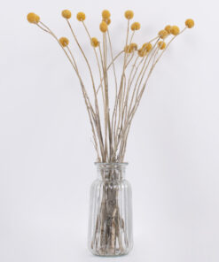 GloboStar® GRASPEDIA 36533 Αποξηραμένο Φυτό Κρασπέδια Φ3cm – Μπουκέτο Διακοσμητικών Κλαδιών Μπεζ – Κίτρινο Υ70cm