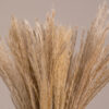 GloboStar® MISCANTHUS 36534 Αποξηραμένο Φυτό Μίσχανθος – Μπουκέτο Διακοσμητικών Κλαδιών Μπεζ Υ40cm