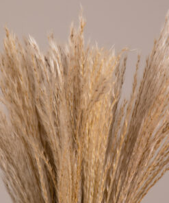GloboStar® MISCANTHUS 36534 Αποξηραμένο Φυτό Μίσχανθος – Μπουκέτο Διακοσμητικών Κλαδιών Μπεζ Υ40cm