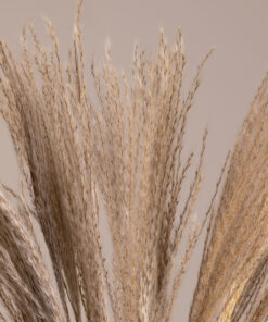 GloboStar® MISCANTHUS 36535 Αποξηραμένο Φυτό Μίσχανθος – Μπουκέτο Διακοσμητικών Κλαδιών Μπεζ Υ60cm