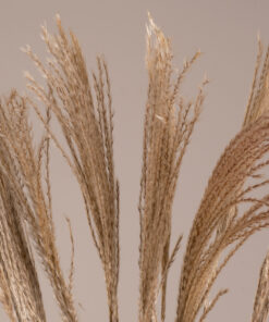 GloboStar® MISCANTHUS 36536 Αποξηραμένο Φυτό Μίσχανθος – Μπουκέτο Διακοσμητικών Κλαδιών Μπεζ Υ80cm