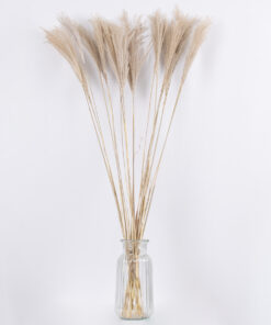 GloboStar® MISCANTHUS 36537 Αποξηραμένο Φυτό Μίσχανθος – Μπουκέτο Διακοσμητικών Κλαδιών Μπεζ Υ100cm