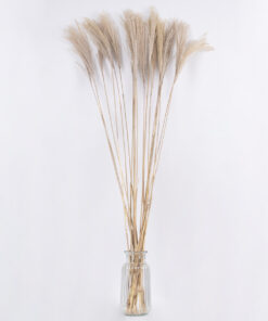 GloboStar® MISCANTHUS 36538 Αποξηραμένο Φυτό Μίσχανθος – Μπουκέτο Διακοσμητικών Κλαδιών Μπεζ Υ120cm