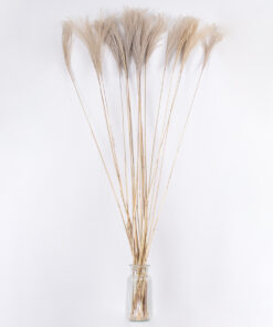 GloboStar® MISCANTHUS 36539 Αποξηραμένο Φυτό Μίσχανθος – Μπουκέτο Διακοσμητικών Κλαδιών Μπεζ Υ140cm