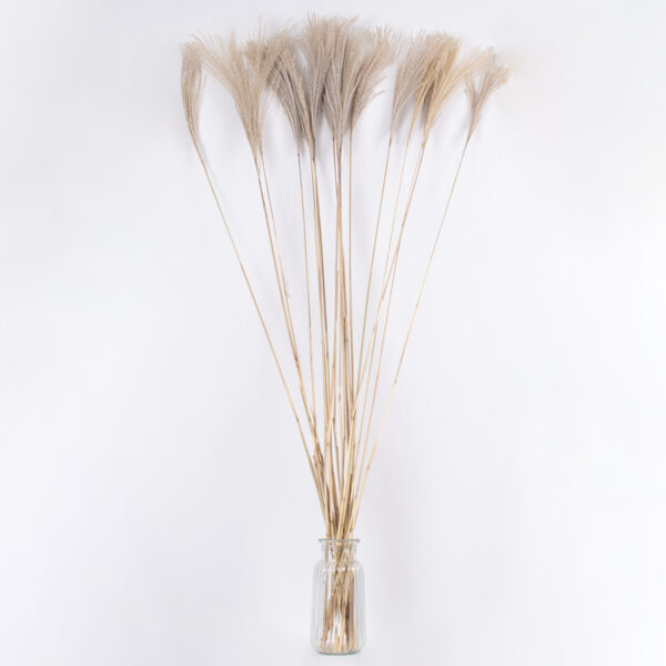 GloboStar® MISCANTHUS 36539 Αποξηραμένο Φυτό Μίσχανθος – Μπουκέτο Διακοσμητικών Κλαδιών Μπεζ Υ140cm