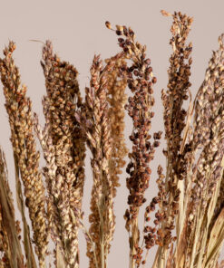 GloboStar® BROOMCORN 36540 Αποξηραμένο Φυτό Γλυκό Σόργο – Μπουκέτο Διακοσμητικών Κλαδιών Μπεζ – Καφέ Υ60cm
