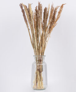 GloboStar® BROOMCORN 36540 Αποξηραμένο Φυτό Γλυκό Σόργο – Μπουκέτο Διακοσμητικών Κλαδιών Μπεζ – Καφέ Υ60cm