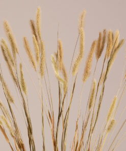 GloboStar® FOUNTAINGRASS 36542 Αποξηραμένο Φυτό Πεννίζετο – Μπουκέτο Διακοσμητικών Κλαδιών Μπεζ – Πράσινο Υ60cm
