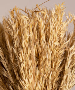 GloboStar® WILDOAT 36543 Αποξηραμένο Φυτό Αγριοβρώμη – Μπουκέτο Διακοσμητικών Κλαδιών Μπεζ Υ60cm