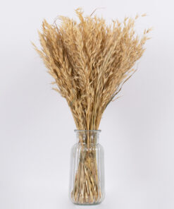 GloboStar® WILDOAT 36543 Αποξηραμένο Φυτό Αγριοβρώμη – Μπουκέτο Διακοσμητικών Κλαδιών Μπεζ Υ60cm