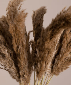 GloboStar® PAMPASGRASS 36544 Αποξηραμένο Φυτό Γρασίδι της Πάμπας – Μπουκέτο Διακοσμητικών Κλαδιών Μπεζ – Καφέ Υ60cm