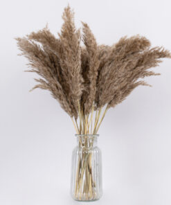 GloboStar® PAMPASGRASS 36544 Αποξηραμένο Φυτό Γρασίδι της Πάμπας – Μπουκέτο Διακοσμητικών Κλαδιών Μπεζ – Καφέ Υ60cm