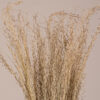 GloboStar® SILVERHAIRGRASS 36545 Αποξηραμένο Φυτό Ασημένια Χλόη – Μπουκέτο Διακοσμητικών Κλαδιών Μπεζ Υ60cm