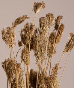 GloboStar® WILDCARROT 36546 Αποξηραμένο Φυτό Άγριο Καρότο – Μπουκέτο Διακοσμητικών Κλαδιών Μπεζ Υ60cm