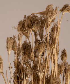 GloboStar® WILDCARROT 36547 Αποξηραμένο Φυτό Άγριο Καρότο – Μπουκέτο Διακοσμητικών Κλαδιών Μπεζ Υ80cm