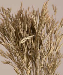 GloboStar® WHEAT 36548 Αποξηραμένο Φυτό Σίτος – Μπουκέτο Διακοσμητικών Κλαδιών Μπεζ – Πράσινο Υ60cm