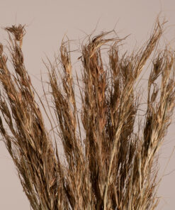 GloboStar® COLATAI 36549 Αποξηραμένο Φυτό Εράγρωστις – Μπουκέτο Διακοσμητικών Κλαδιών Μπεζ – Καφέ Υ60cm