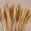 GloboStar® BARLEY 36551 Αποξηραμένο Φυτό Κριθάρι – Μπουκέτο Διακοσμητικών Κλαδιών Μπεζ Υ60cm
