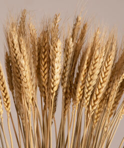 GloboStar® BARLEY 36551 Αποξηραμένο Φυτό Κριθάρι – Μπουκέτο Διακοσμητικών Κλαδιών Μπεζ Υ60cm