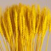 GloboStar® BARLEY 36552 Αποξηραμένο Φυτό Κριθάρι – Μπουκέτο Διακοσμητικών Κλαδιών Μπεζ – Κίτρινο Υ60cm