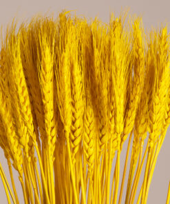 GloboStar® BARLEY 36552 Αποξηραμένο Φυτό Κριθάρι – Μπουκέτο Διακοσμητικών Κλαδιών Μπεζ – Κίτρινο Υ60cm