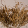 GloboStar® FERNGRASS 36556 Αποξηραμένο Φυτό Φτερόχορτο – Μπουκέτο Διακοσμητικών Κλαδιών Μπεζ Υ60cm