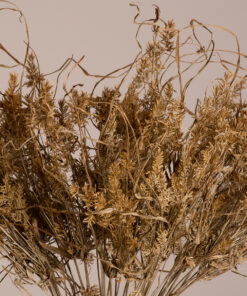 GloboStar® FERNGRASS 36556 Αποξηραμένο Φυτό Φτερόχορτο – Μπουκέτο Διακοσμητικών Κλαδιών Μπεζ Υ60cm