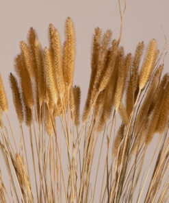 GloboStar® SETARIA 36557 Αποξηραμένο Φυτό Σεταρία – Μπουκέτο Διακοσμητικών Κλαδιών Μπεζ Υ60cm