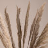 GloboStar® PAMPASGRASS 36513 Αποξηραμένο Φυτό Γρασίδι της Πάμπας – Μπουκέτο Διακοσμητικών Κλαδιών Καφέ – Γκρι Υ120cm
