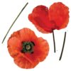 Poppies αυτοκόλλητα τοίχου βινυλίου Ango – 54101
