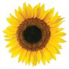 Sunflower αυτοκόλλητα τοίχου βινυλίου Ango – 54106