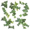 Ivy αυτοκόλλητα τοίχου βινυλίου Ango – 54152