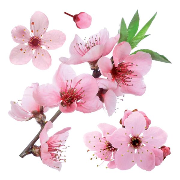 Cherry Blossom αυτοκόλλητα τοίχου βινυλίου Ango – 54327