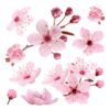 Cherry Blossom αυτοκόλλητα τοίχου βινυλίου Ango – 54327