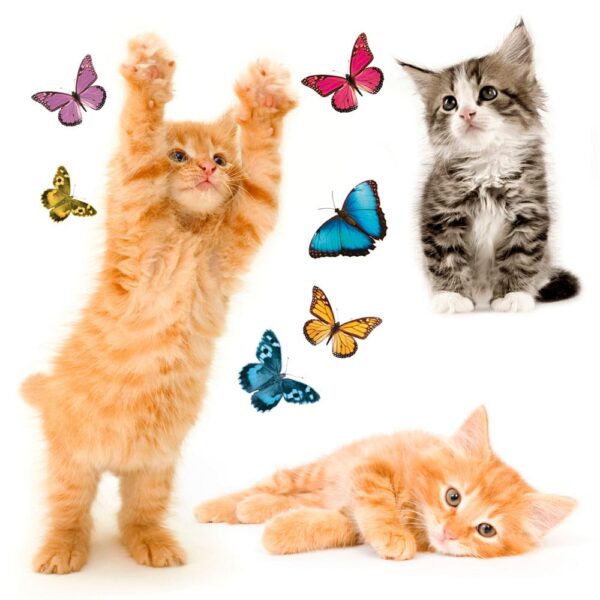 Cats αυτοκόλλητα βινυλίου για τζάμι M Ango – 64001