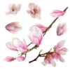 Magnolia αυτοκόλλητα βινυλίου για τζάμι Ango – 64006