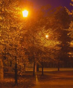 Φθινοπωρινό τοπίο στο πάρκο με δέντρο φωτισμένο από πορτοκαλί φώτα δρόμου τη νύχτα.