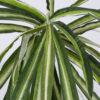GloboStar® SPIDER PLANT 78217 Τεχνητό Φυτό Χλωρόφυτο – Μπουκέτο Διακοσμητικών Φυτών – Κλαδιών με Φύλλωμα Πράσινο – Κίτρινο – Λευκό Υ60cm