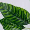 GloboStar® ZEBRA PLANT 78221 Τεχνητό Φυτό Ζέβρα – Μπουκέτο Διακοσμητικών Φυτών – Κλαδιών με Φύλλωμα Πράσινο Υ16cm