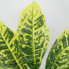 GloboStar® GREEN CROTON 78226 Τεχνητό Φυτό Κροτώνας Πράσινος – Μπουκέτο Διακοσμητικών Φυτών – Κλαδιών με Φύλλωμα Πράσινο Υ44cm