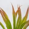 GloboStar® CORDYLINE 78229 Τεχνητό Φυτό Κορδιλύνη – Μπουκέτο Διακοσμητικών Φυτών – Κλαδιών με Φύλλωμα Πράσινο – Κόκκινο Υ34cm