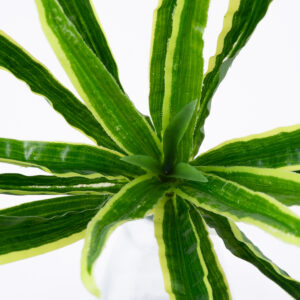 GloboStar® GREEN DRACAENA 78233 Τεχνητό Φυτό Δράκαινα Πράσινη – Μπουκέτο Διακοσμητικών Φυτών – Κλαδιών με Φύλλωμα Πράσινο Υ47cm