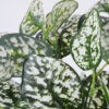 GloboStar® POLKA DOT PLANT 78259 Τεχνητό Φυτό Πόλκα – Μπουκέτο Διακοσμητικών Φυτών – Κλαδιών με Φύλλωμα Πράσινο – Λευκό Υ33cm