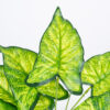 GloboStar® ELEPHANT EARS 78273 Τεχνητό Φυτό Κολοκάσια – Μπουκέτο Διακοσμητικών Φυτών – Κλαδιών με Φύλλωμα Πράσινο – Κίτρινο Υ40cm